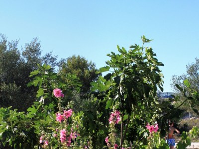 Apartment Studio flat with balcony Ždrelac, Pašman AS-697-b - Outdoor photo 7