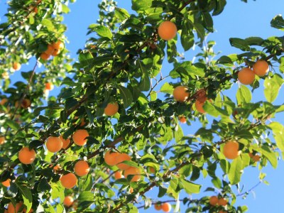 Apartment Studio flat with balcony Ždrelac, Pašman AS-697-b - Outdoor photo 8