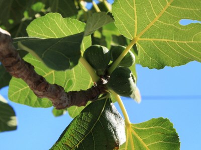 Apartment Studio flat with balcony Ždrelac, Pašman AS-697-b - Outdoor photo 9