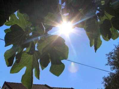 Apartment Studio flat with balcony Ždrelac, Pašman AS-697-b - Outdoor photo 10