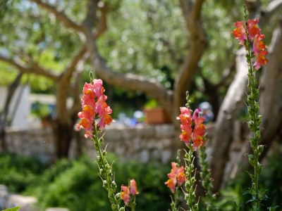 Apartment One bedroom apartment with terrace Punta križa, Cres A-867-b - Outdoor photo 16