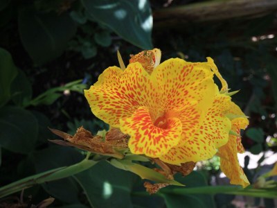 Apartment Apartments with parking space Orebić, Pelješac - 648 - Apartments with parking space Orebić, Pelješac - 648 - Outdoor photo 12