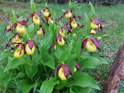 Holiday apartment Lechtal House Dietmar - Environment photo 22