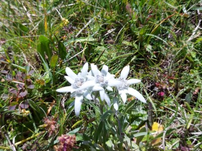 Holiday apartment Lechtal House Dietmar - Environment photo 23