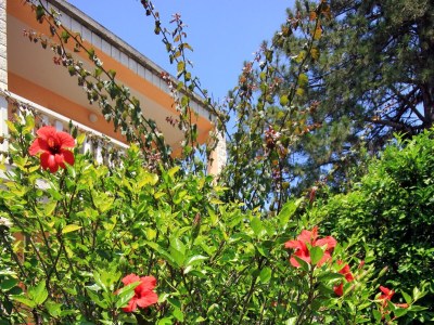 Apartment Studio flat with terrace Orebić, Pelješac AS-641-e - Outdoor photo 10