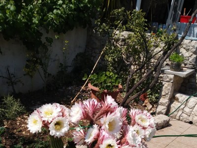 Apartment One bedroom apartment near beach Seget Vranjica, Trogir A-1051-c - Outdoor photo 11