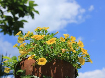 Apartment One bedroom apartment with terrace Medveja, Opatija A-2305-b - Outdoor photo 17