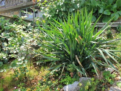 Apartment One bedroom apartment with terrace Medveja, Opatija A-2305-b - Outdoor photo 18