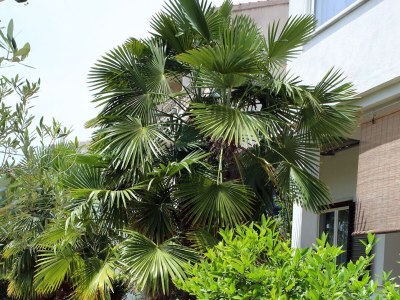 Apartment One bedroom apartment with terrace Vodice A-928-b - Outdoor photo 9