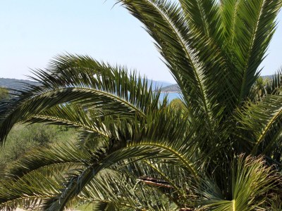 Apartment One bedroom apartment with terrace Slano, Dubrovnik A-2179-b - Outdoor photo 17