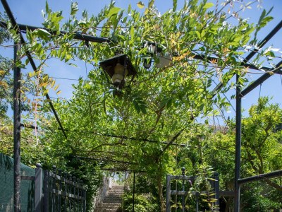 Holiday room with air-conditioning Lopud, Elafiti S-2169-b - Outdoor photo 3