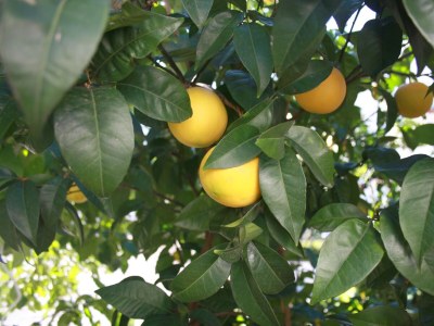 Apartment Two bedroom apartment with balcony and sea view Mastrinka, Čiovo A-2049-d - Outdoor photo 8