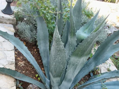 Apartment Two bedroom apartment with balcony and sea view Mastrinka, Čiovo A-2049-d - Outdoor photo 9