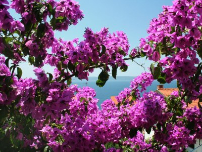 Apartment One bedroom apartment with terrace and sea view Rastići, Čiovo A-2104-a - Outdoor photo 31