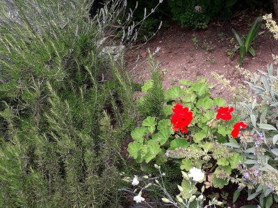 Apartment One bedroom apartment with balcony and sea view Vis A-2436-a - Outdoor photo 7