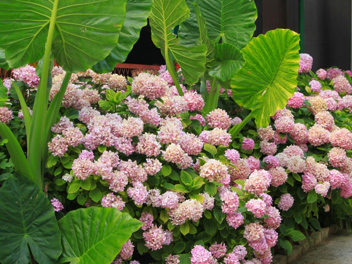 Apartment One bedroom apartment near beach Živogošće - Mala Duba, Makarska A-2603-a - Outdoor photo 5