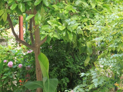 Apartment One bedroom apartment near beach Živogošće - Mala Duba, Makarska A-2603-a - Outdoor photo 6