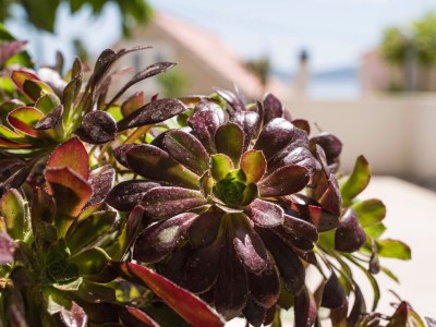 Apartment Two bedroom apartment near beach Pisak, Omiš A-1067-e - Outdoor photo 15