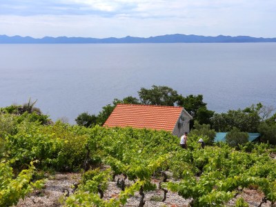 Holiday house One bedroom house with terrace and sea view Dingač - Pristranj, Pelješac K-660 - Outdoor photo 7