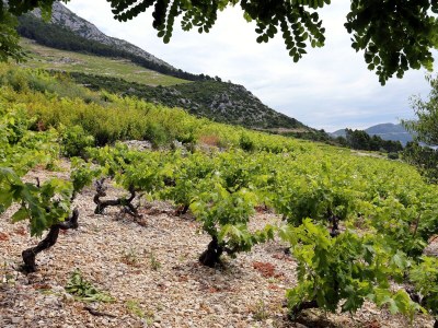 Holiday house One bedroom house with terrace and sea view Dingač - Pristranj, Pelješac K-660 - Outdoor photo 9