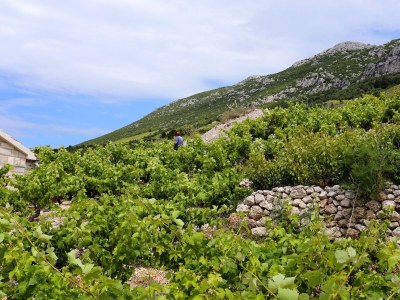 Holiday house One bedroom house with terrace and sea view Dingač - Pristranj, Pelješac K-660 - Outdoor photo 10