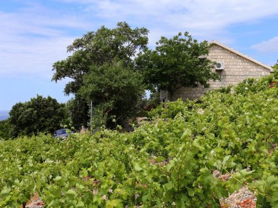 Holiday house One bedroom house with terrace and sea view Dingač - Pristranj, Pelješac K-660 - Outdoor photo 11