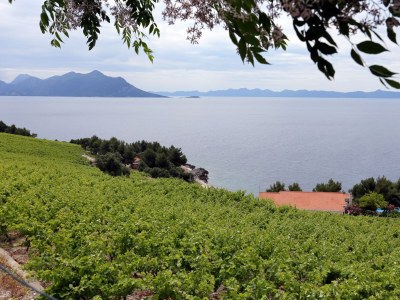 Holiday house One bedroom house with terrace and sea view Dingač - Pristranj, Pelješac K-660 - Outdoor photo 27