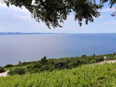 Holiday house One bedroom house with terrace and sea view Dingač - Pristranj, Pelješac K-660 - Outdoor photo 28