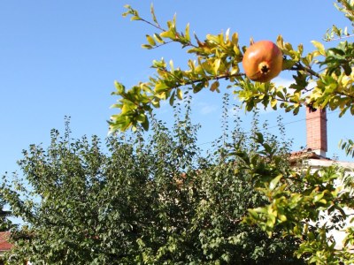 Apartment Apartments with parking space Umag - 7057 - Outdoor photo 4