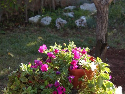 Apartment Apartments with parking space Umag - 7057 - Outdoor photo 5