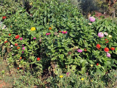 Apartment Two bedroom apartment with terrace Umag A-7109-a - Outdoor photo 9