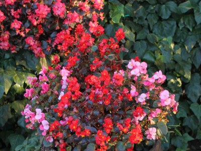 Apartment One bedroom apartment with air-conditioning Gračišće, Central Istria - Središnja Istra A-7134-a - Outdoor photo 11