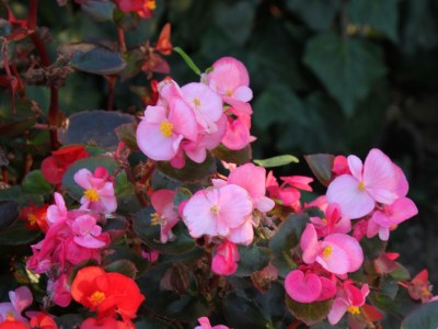 Apartment One bedroom apartment with air-conditioning Gračišće, Central Istria - Središnja Istra A-7134-a - Outdoor photo 12