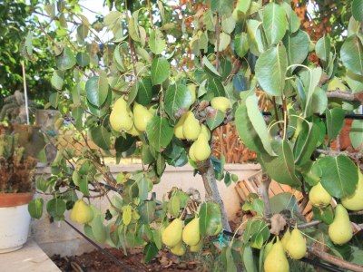 Apartment Two bedroom apartment with terrace Štinjan, Pula A-7368-a - Outdoor photo 35