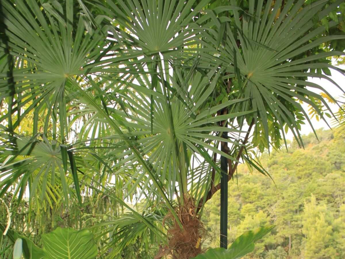 Apartment One bedroom apartment with terrace Rabac, Labin A-7472-a - Outdoor photo 5