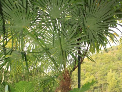 Apartment One bedroom apartment with terrace Rabac, Labin A-7472-a - Outdoor photo 5