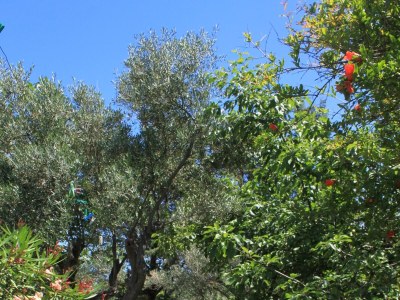 Apartment One bedroom apartment with balcony and sea view Valun, Cres A-386-b - Outdoor photo 9