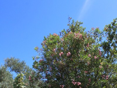 Apartment One bedroom apartment with balcony and sea view Valun, Cres A-386-b - Outdoor photo 13