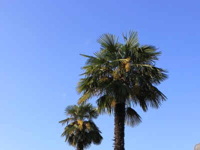 Apartment Two bedroom apartment with terrace and sea view Lovran, Opatija A-7705-a - Outdoor photo 6