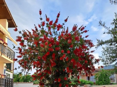 Apartment Two bedroom apartment with terrace Umag A-21460-a - Outdoor photo 7