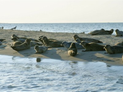 Villa Kamperfoelie 31 - Environment photo 21