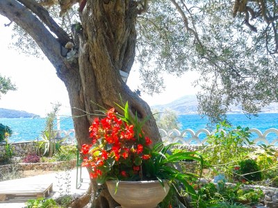 Apartment Two bedroom apartment near beach Okrug Gornji, Čiovo A-459-a - Outdoor photo 14