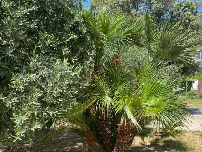 Apartment Two bedroom apartment with balcony Lopar, Rab A-24597-d - Outdoor photo 7