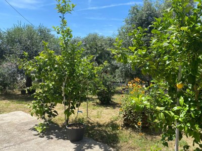 Apartment Two bedroom apartment with balcony Lopar, Rab A-24597-d - Outdoor photo 8