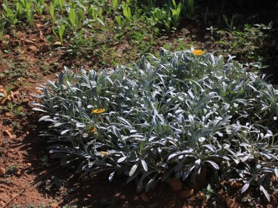 Apartment Two bedroom apartment with terrace and sea view Vis A-2470-a - Outdoor photo 11