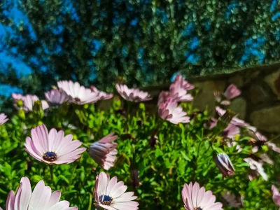 Apartment Studio flat with balcony and sea view Martinšćica, Cres AS-14334-b - Outdoor photo 4