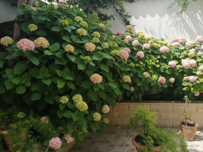 Apartment Studio flat with terrace and sea view Vis AS-2476-a - Outdoor photo 13