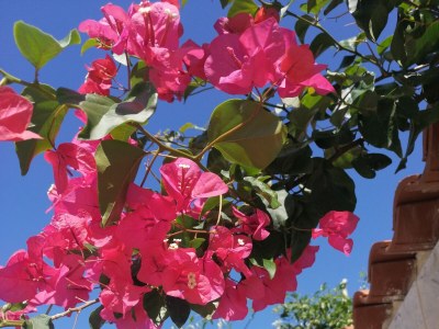 Apartment Studio flat with terrace and sea view Vis AS-2476-a - Outdoor photo 15