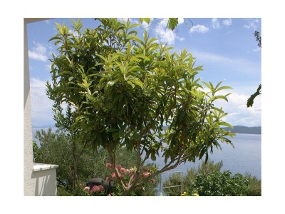 Apartment One bedroom apartment near beach Pisak, Omiš A-2750-c - Outdoor photo 8