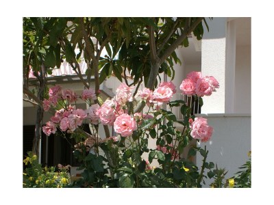 Apartment Studio flat near beach Pisak, Omiš AS-2750-c - Outdoor photo 7